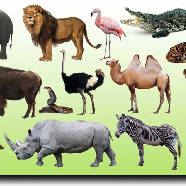 5 Animals That Are Total Jerks