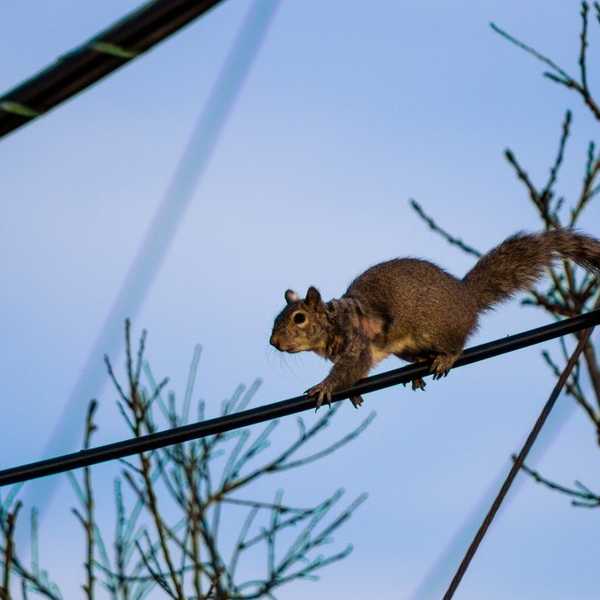 It Only Took One Squirrel