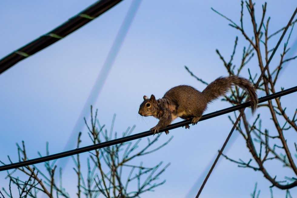 It Only Took One Squirrel