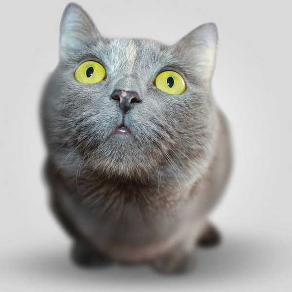 5 Best Things About Having A Cat