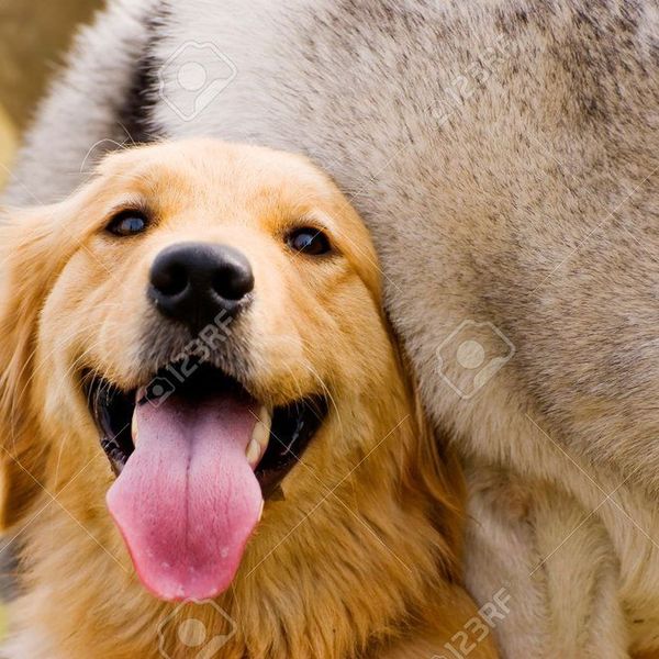 13 Things To Do With Your Dog Before They Die