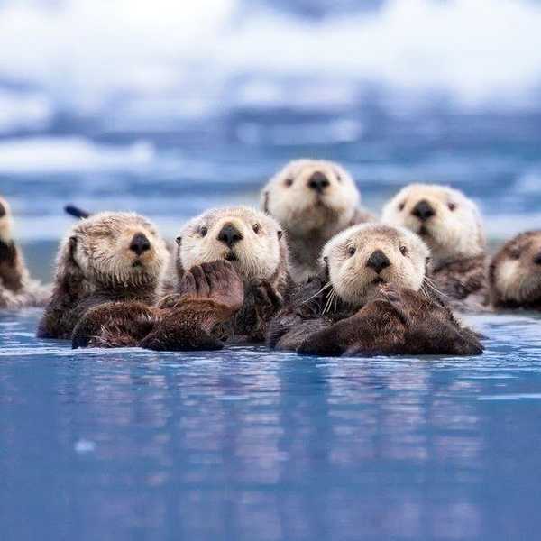 5 Reasons, And 12 Pictures, Why Otters Are The Cutest Animals Ever