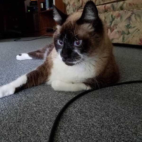 Remembering Salem: My Cat from Childhood