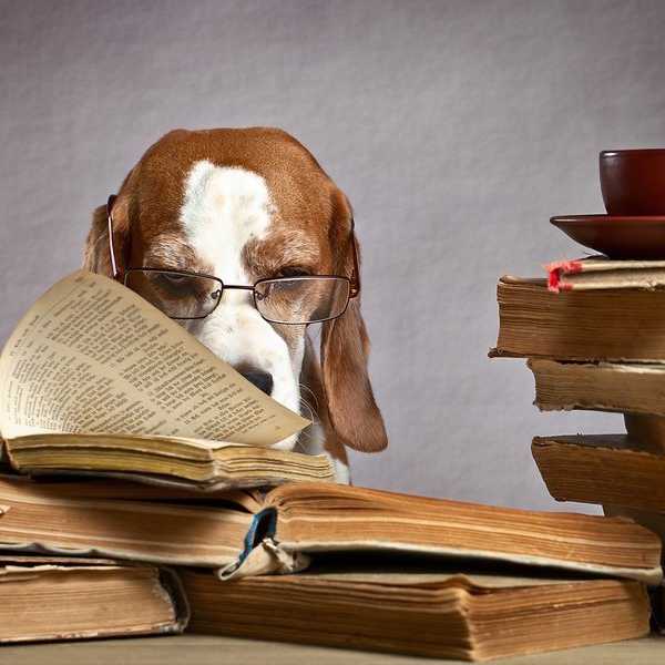 11 Reasons Having a Pet In College Is A Good Idea