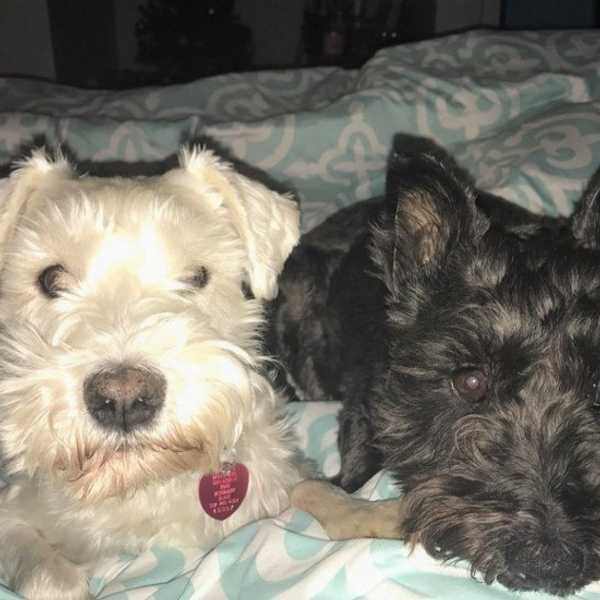 Ten Reasons I Like Your Dog Better Than You