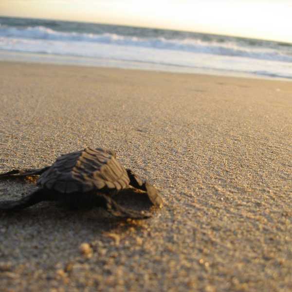 13 Reasons Why Turtles Should Be Your Favorite Animal