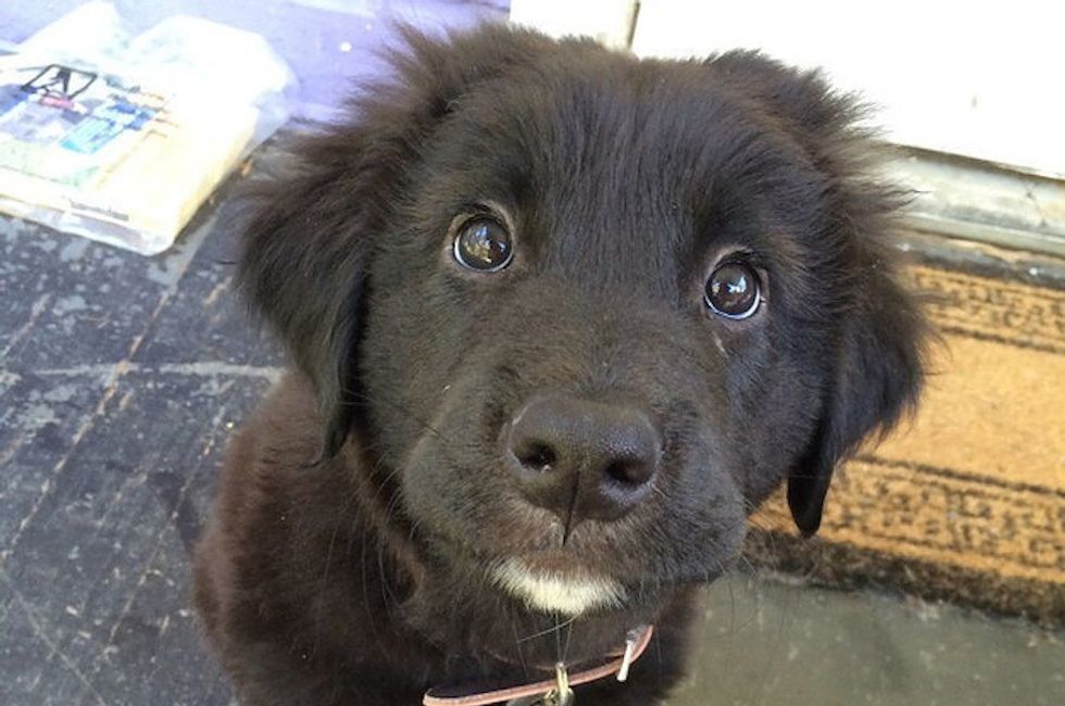 The Midsemester Slump As Told By Cute Puppies