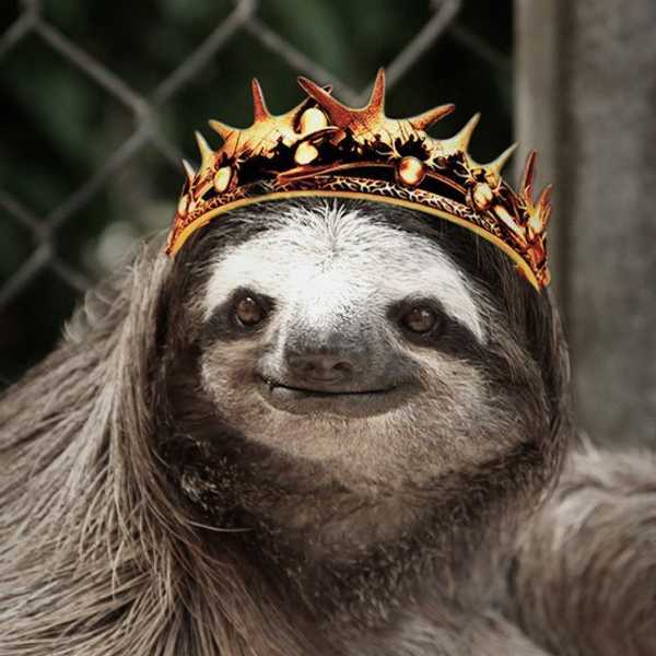 The Best Sloth Memes