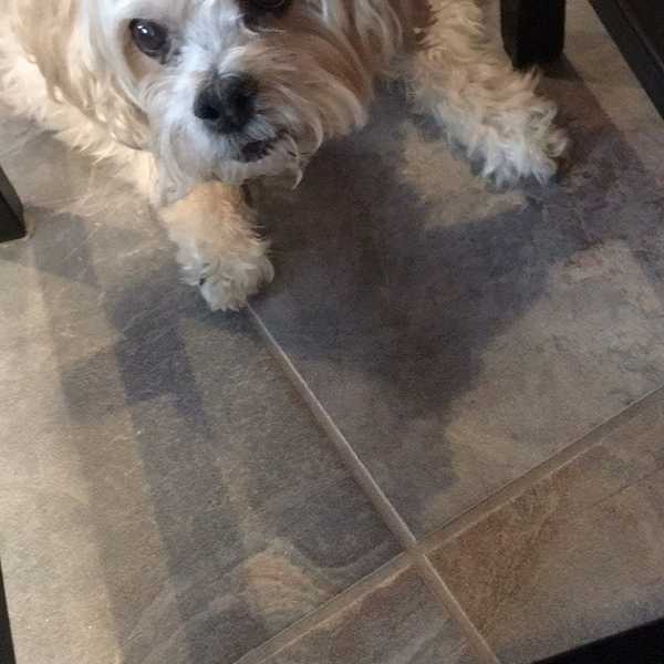 Things My Dog Needs To Know