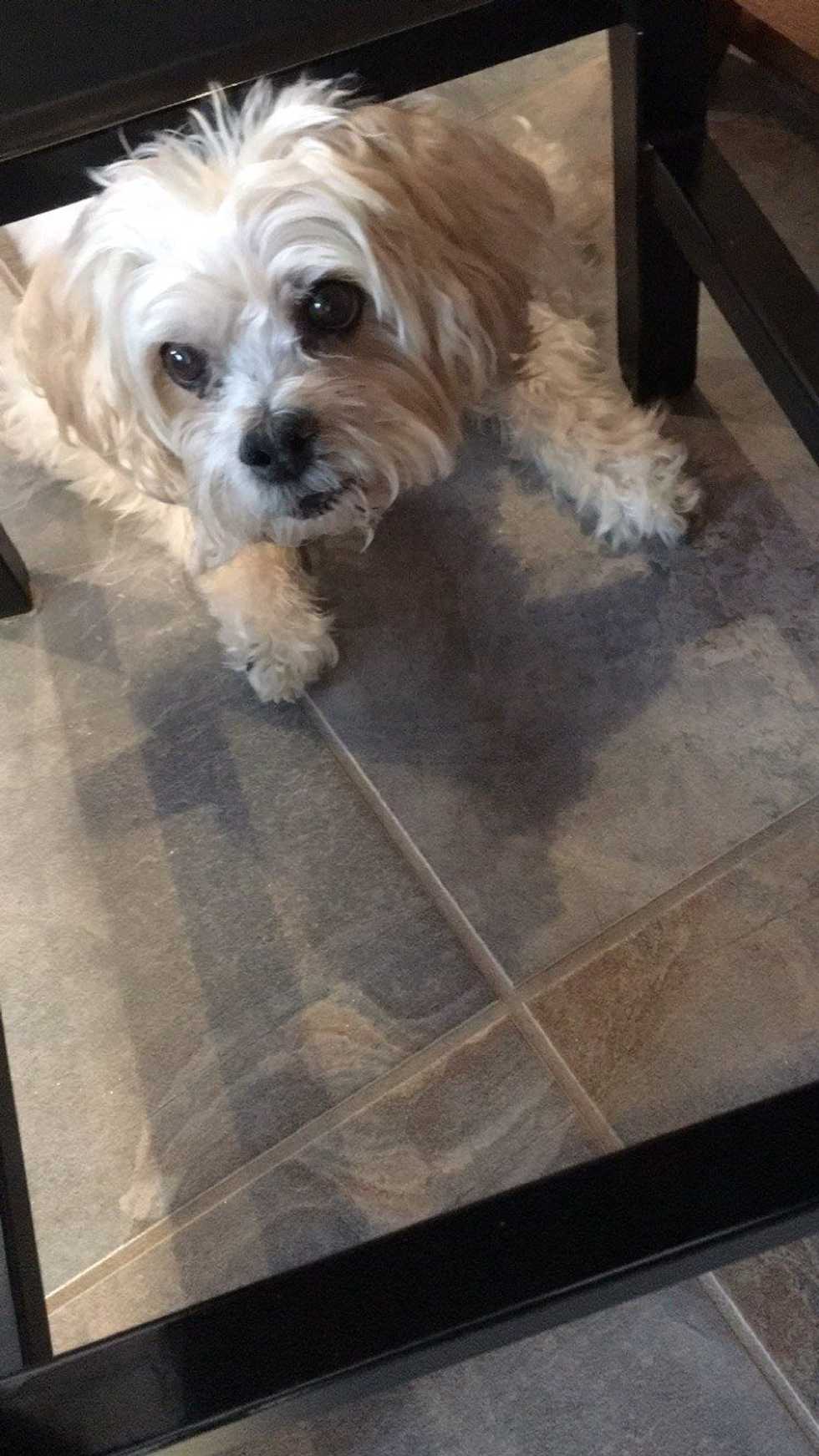 Things My Dog Needs To Know