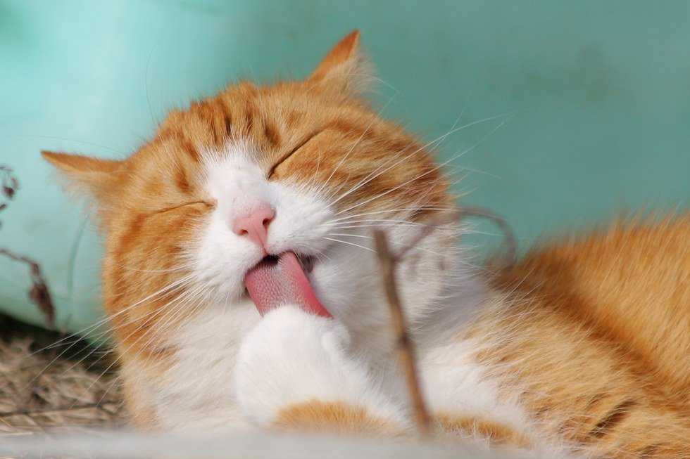 7 Pictures Of Cats To Make Your Week Better
