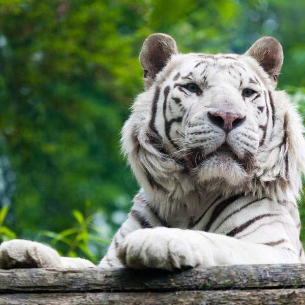 Let's Save the Animals (and the Planet)