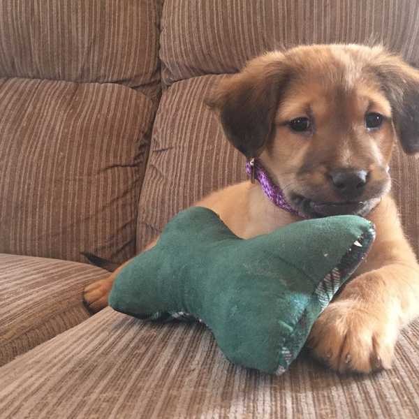 What It's Like Getting A New Dog After Losing One