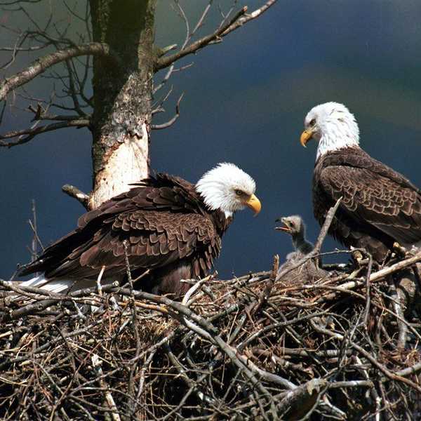 The Endangered Species Act Is In Danger Of Repeal