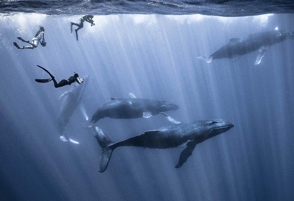 The Adventures Of Brave Underwater Photographer Darren Jew