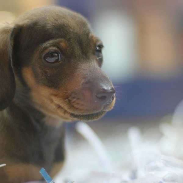 Breaking (Wonderful) News: The End Is Near For Puppy Mills