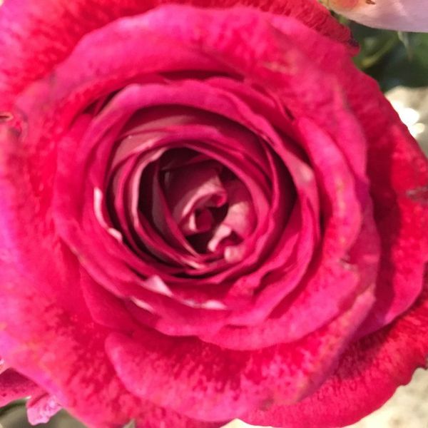 So, You're Single On Valentine's Day?