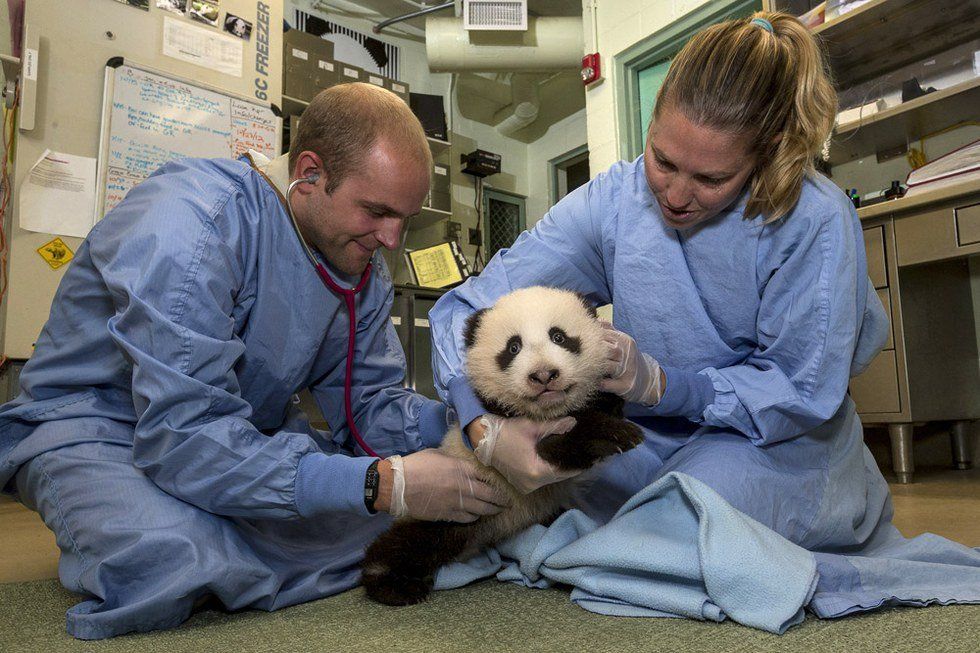 The Contribution of Zoos Towards Wildlife Conservation