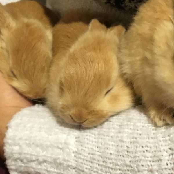 I Want A Rabbit; No, I Need One