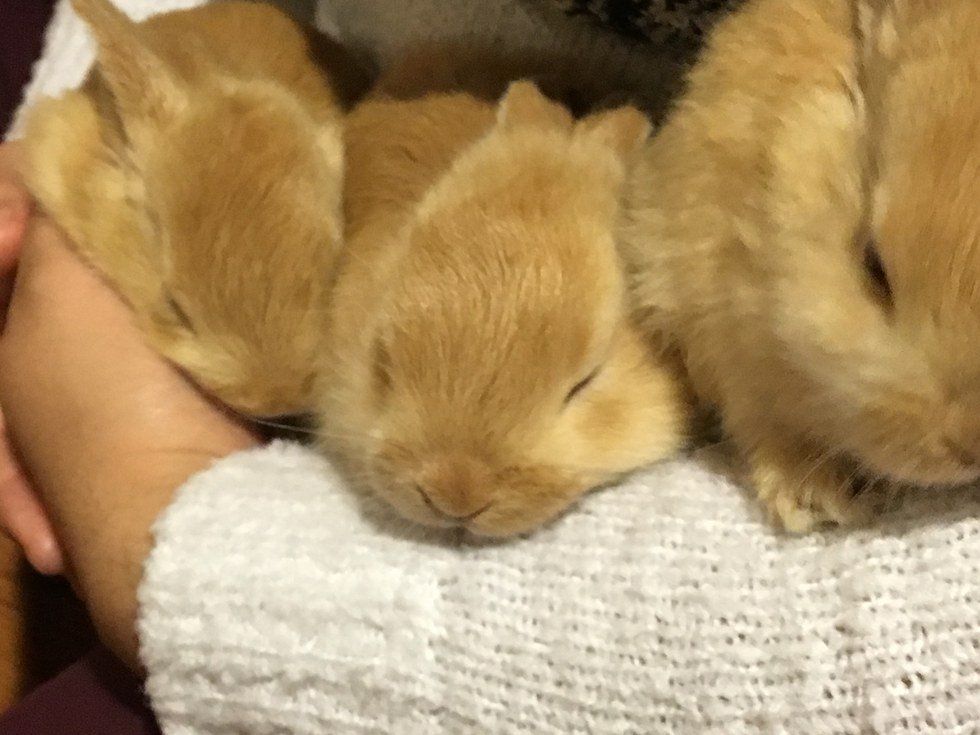 I Want A Rabbit; No, I Need One