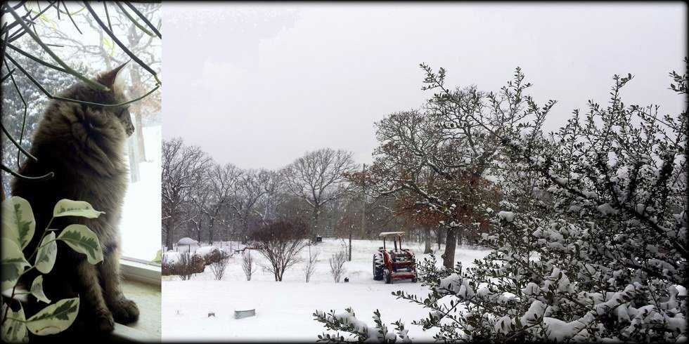Winter's Absence: A Rant