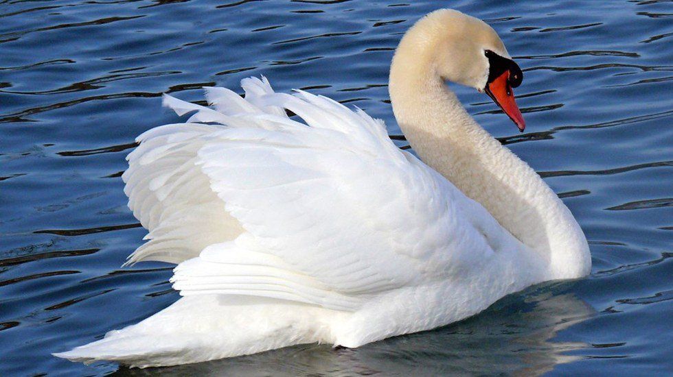 Swan Actualization