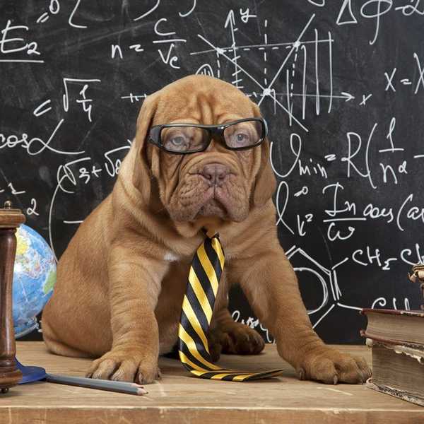 12 Times Dogs Perfectly Explained College Life