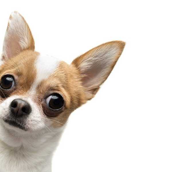 How To Get Out of Your Abusive Relationship With Your Dog