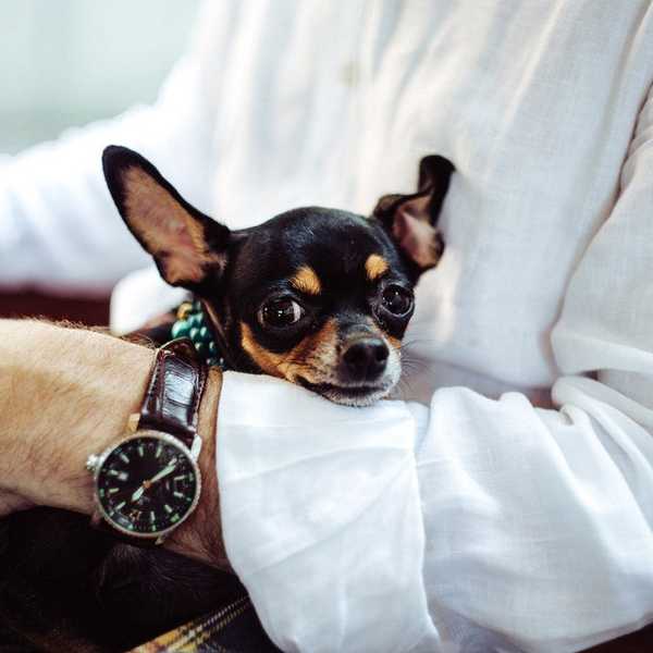 What It's Like Fostering Dogs: A Personal Story