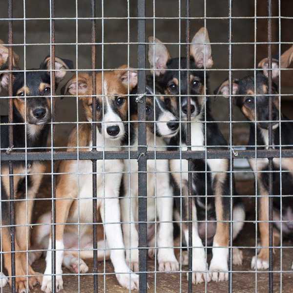 Why It Is Important To Adopt And Not Shop For A Pet