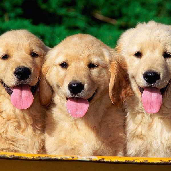 5 Reasons Why Dogs Are Better Than Humans