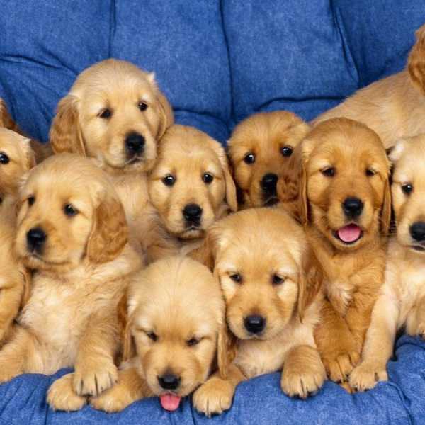 Why Dogs Are A Girl's Best Friend