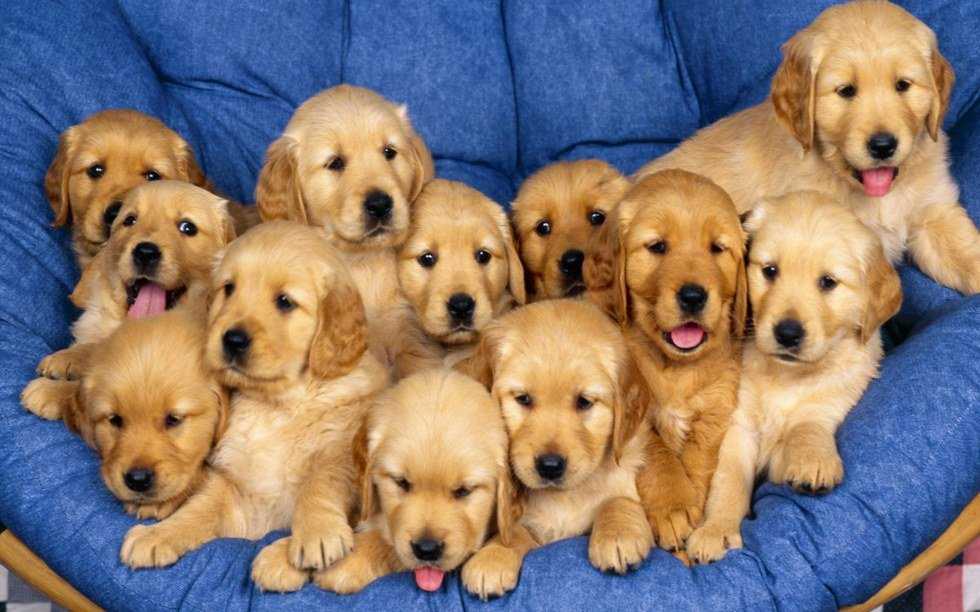 Why Dogs Are A Girl's Best Friend