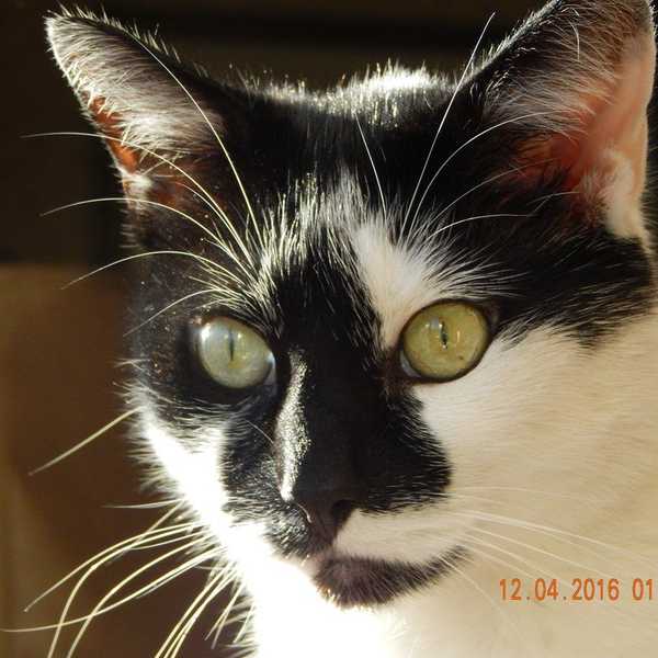 Calling All Cat Lovers !