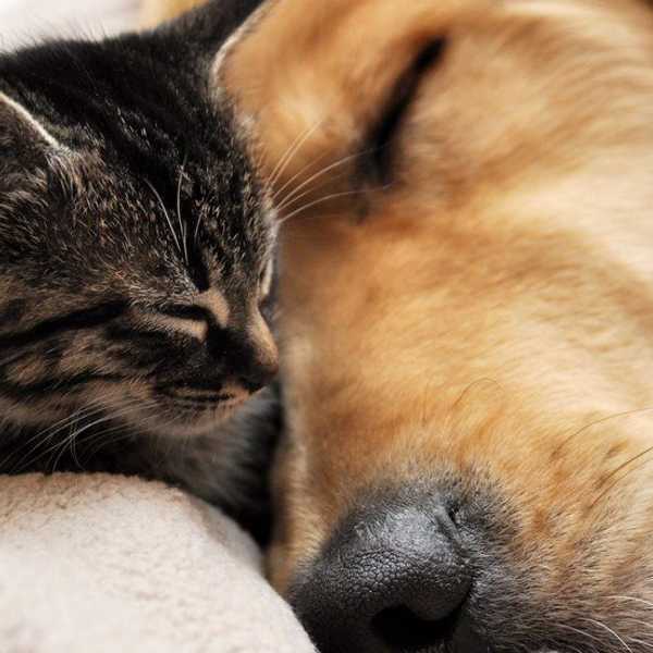 What Being A Dog Or Cat Person Says About Your Personality