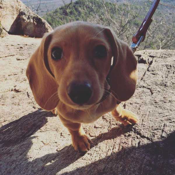 12 Reasons To Own A Puppy In College