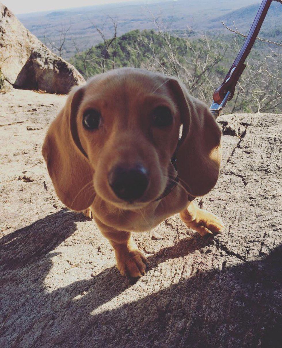 12 Reasons To Own A Puppy In College