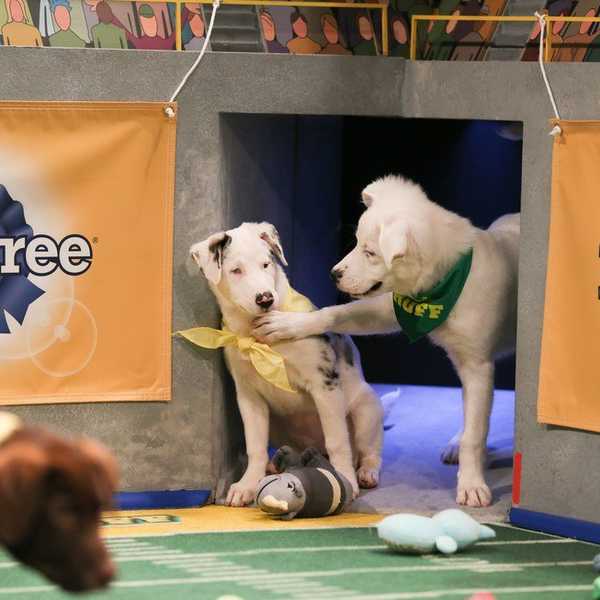 20 Thoughts Of A Non-Football Fan On Super Bowl Sunday