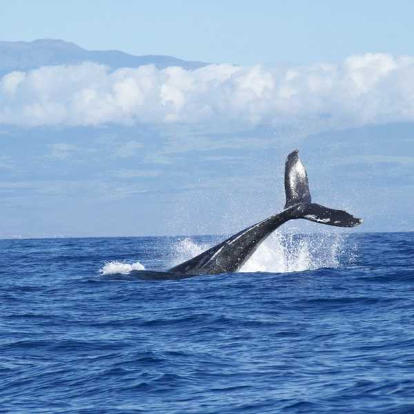 The Case Against Whaling
