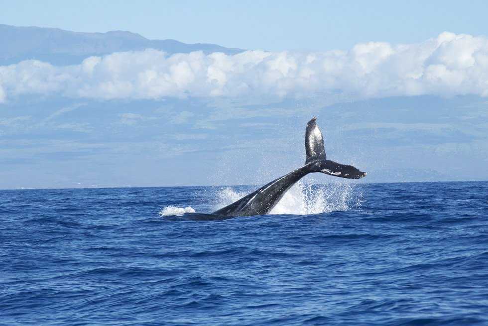 The Case Against Whaling