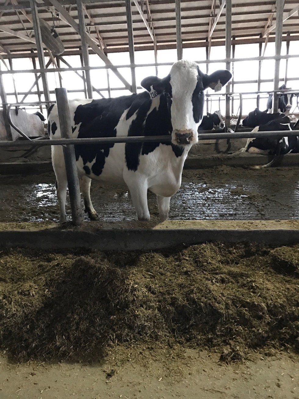 A Response To “Why You Should Stop Drinking Milk”