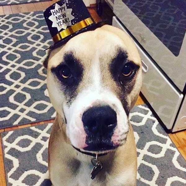 Why Pitbulls Shouldn't Be Misunderstood