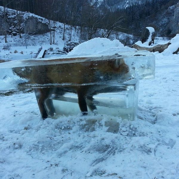 A Hairpullers Guide to Luscious Locks