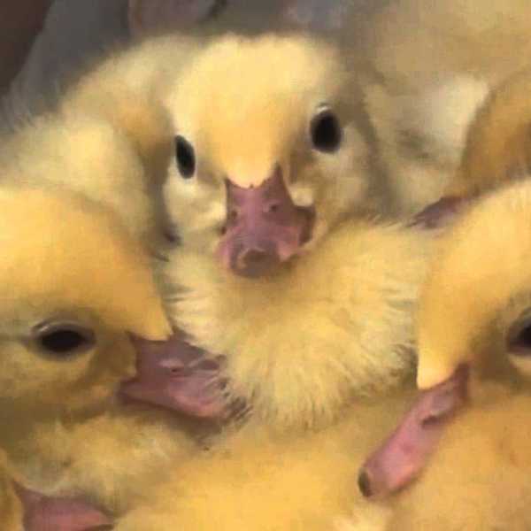 25 Adorable Baby Animals