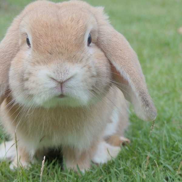 Cosmetic Testing on Animals: NEVER Pretty, NEVER Worth It