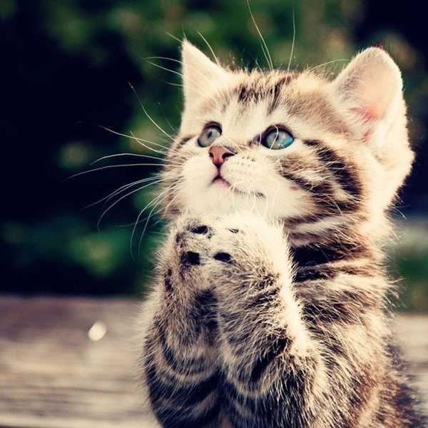 Five Things All Cat Lovers Know