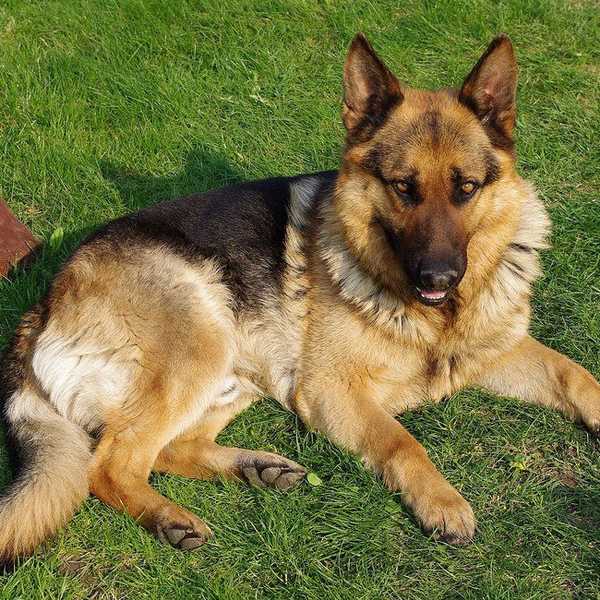 A Dog’s Purpose Controversy