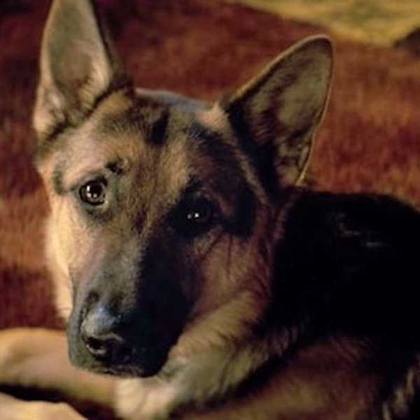 "A Dog's Purpose" Filmmakers Face Animal Abuse Allegations