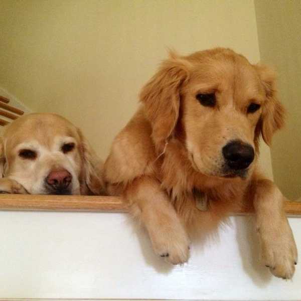 My Dog's Purpose: 5 Life Lessons You Learn From Your Dog