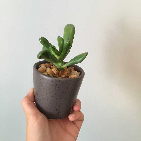 Make This Winter a SUCCess